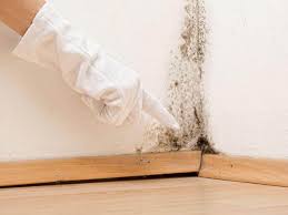 Best Asbestos and Lead Testing During Mold Inspection  in Pace, FL